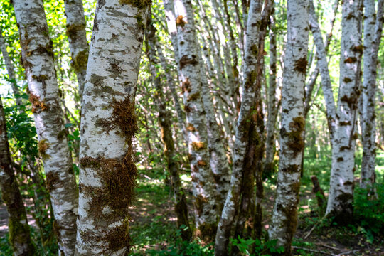 aspens in rainforest