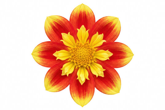 Vibrant Red and Yellow Collarette Dahlia Flower Isolated Against Dark Void