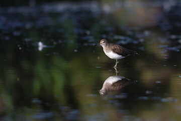 Fototapeta premium common sandpiper