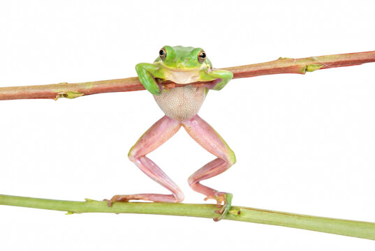 Small green tree frog performing an acrobatic balance between two thin branches