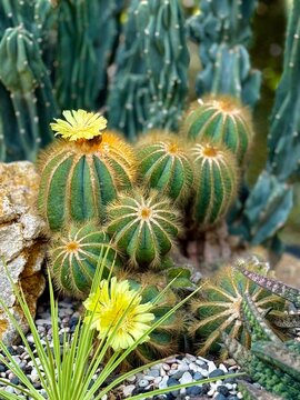 cactus in the desert