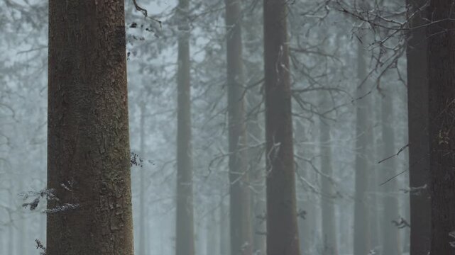 Tall trees stand in a forest during winter. Snow covers branches and the ground. A light fog surrounds the scene, creating a quiet atmosphere in the woods.