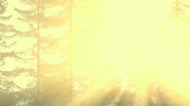 Bright sunlight shines through trees in a forest. The scene shows tall trees with sunlight creating a warm glow. This picture captures the early morning moment in nature.