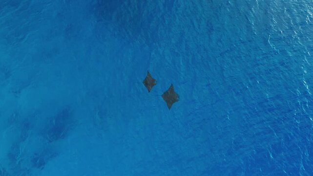 Two manta rays gracefully swim together in crystal clear turquoise ocean water from aerial view.