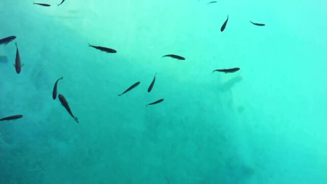 School of fish swimming in crystal clear turquoise lake water
