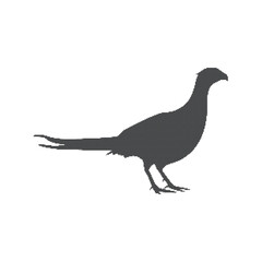 Fototapeta premium Black silhouette of a standing pheasant bird facing right on a plain white background