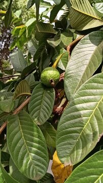 Fresh unripe green guava fruit growing on tree branch with lush leaves - for agriculture, healthy food, and botanical educational videos.