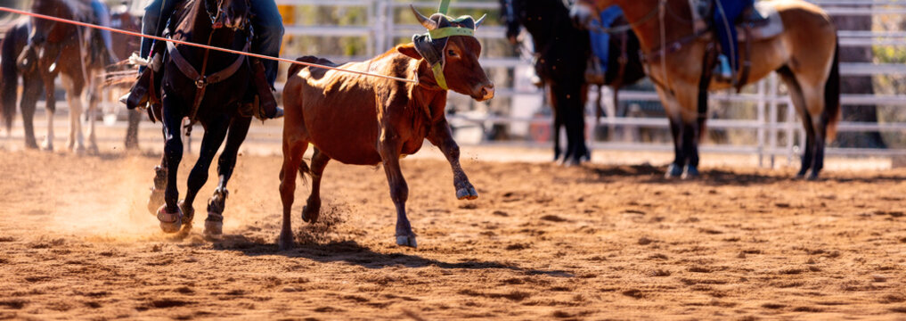 Cowboys Team Roping A Calf