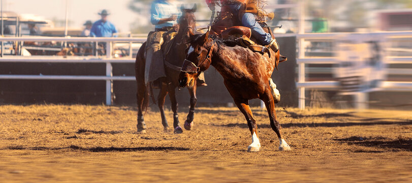 Bucking Saddle Bronc Riding