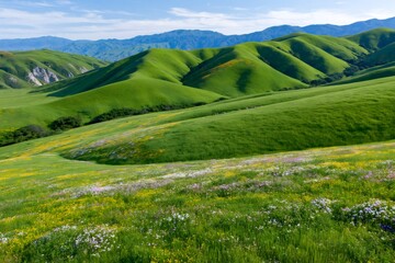 Obraz premium Rolling green hills with spring wildflowers under blue sky