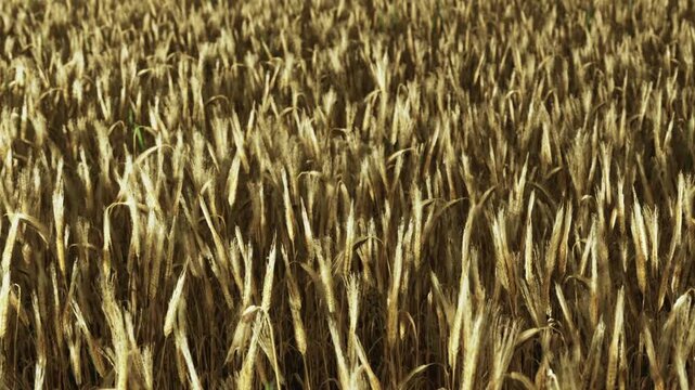 A vast field filled with tall wheat crops stretches across the landscape under the open sky. The sun shines down on the golden head of grain ready for harvest.