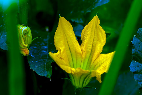 Bright yellow zucchini flowers in the garden bed