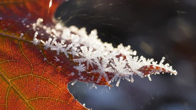 Macro closeup of intricate frost crystals forming delicate snowflakes on an autumn orange leaf edge, winter transition, cold weather background