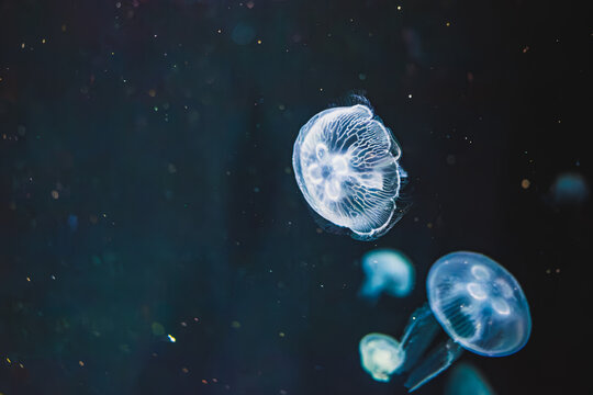 Close-up view showing the intricate ring canal patterns and horseshoe-shaped gonads of moon jellyfish