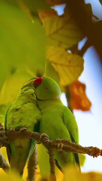 Green parakeets display social affection and natural bonding behavior in this vibrant wildlife video footage captured high within the branches of a lush tropical forest tree.