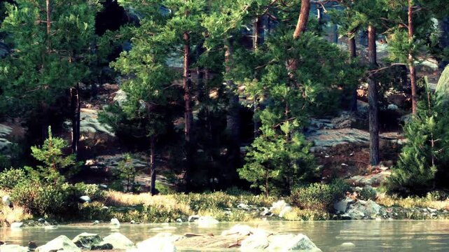The scene shows a clear lake surrounded by green trees. Rocks are in the water. Sunlight is shining through the trees. The setting is calm, reflecting natures beauty.