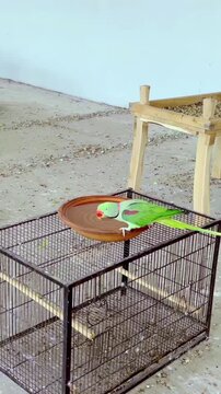 Vibrant green ring-necked parakeets congregating inside a large sanctuary enclosure to feed and drink water in this dynamic avian motion footage capturing natural flock behavior