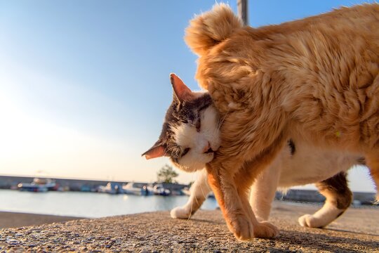 An intimate and dynamic close-up of two ginger cats interacting, headbutting, and grooming each other in the warm afternoon sunlight outdoors.