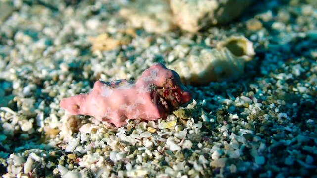 Diogenes dorotheae Filter Feeding with Moving Maxillipeds, Underwater Macro Footage