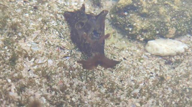 sea snail on water