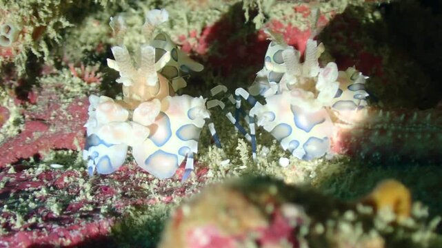Pair of Harlequin Shrimp Resting Side by Side, Underwater Macro Footage