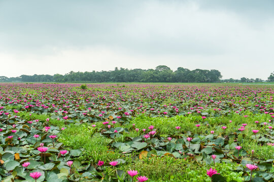 A vast field of blooming pink water lilies in a rural pond under a cloudy sky in bangladesh