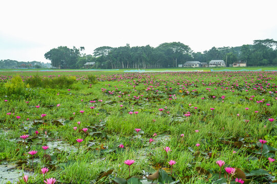Stunning water lily field in full bloom during sunrise in rural bangladesh, showcasing vibrant pink flowers and lush green vegetation