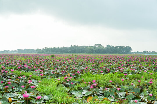 A vast field of blooming pink water lilies covering a wetland under a cloudy sky in a rural landscape