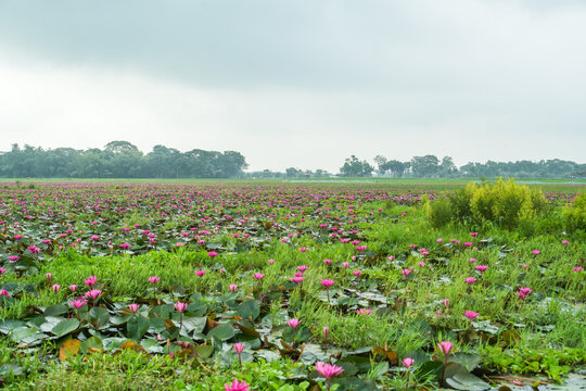A vast field of blooming pink water lilies in a serene wetland landscape under a cloudy sky in rural bangladesh