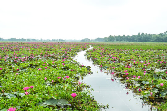 A scenic view of a vast wetland filled with blooming pink water lilies and a narrow waterway winding through the lush green vegetation