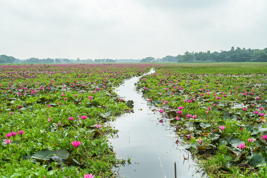 A scenic view of a vast water lily field with a narrow canal flowing through the middle under a cloudy sky in a rural landscape
