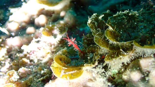 Skeleton Shrimp Covered with Numerous Small Skeleton Shrimp, Underwater Macro Footage