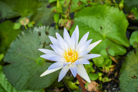 Beautiful light blue water lily flower blooming in a pond surrounded by green lily pads