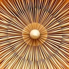 Obraz premium natural pattern abstract extreme macro mushroom gills mesmerizing repeating radial lines soft warm brown white organic symmetry