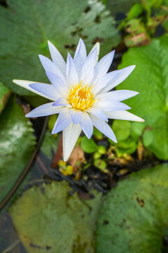 A serene blue water lily flower blooms gracefully surrounded by lush green lily pads in a tranquil pond