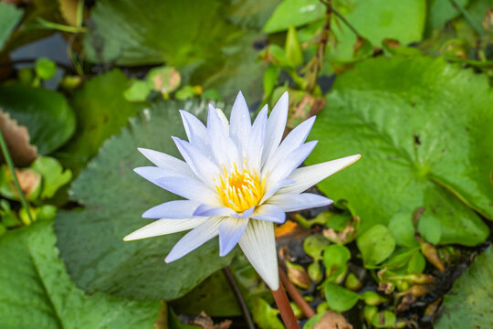 Stunning light blue water lily blooming in a tranquil pond with vibrant green lily pads