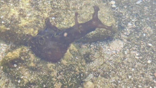 sea snail on water