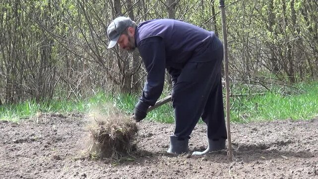 Man gathering weeds using a pitchfork on a plowed and cultivated field. Removing weeds from the field. Soil preparation for planting a vegetable garden.