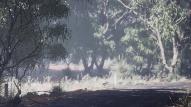 A road winds through a forest in Australia. Trees surround the path, and a thick fog hangs in the air. Morning light creates a soft glow among the leaves.