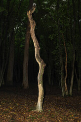 Curved dead tree trunk stands prominently in the center of a dark dense forest on autumn ground. Mysterious and atmospheric forest landscape is highlighted by the contrast between dried trunks and den © Олег Струс