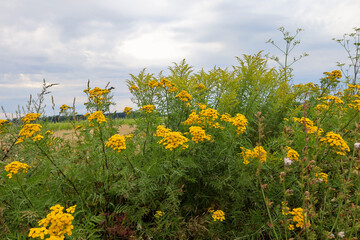 Obraz premium Lush inflorescences of wild common tansy decorate a field road with a yellow carpet, contrasting with dense green grass and tall stems of Canada goldenrod.