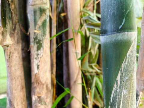 bamboo forest background