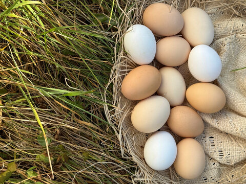 Egg fresh free range white brown dozen chicken eggs 