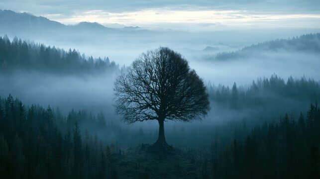 Solitary bare tree standing on hill with dense fog rolling through dark forest and misty mountain silhouette in early morning light nature landscape