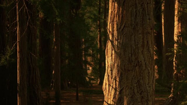 Sunlight shines through the tall trees in a dense forest. The bark of a tree stands out with deep textures. This scene captures nature in a calm moment during daytime.
