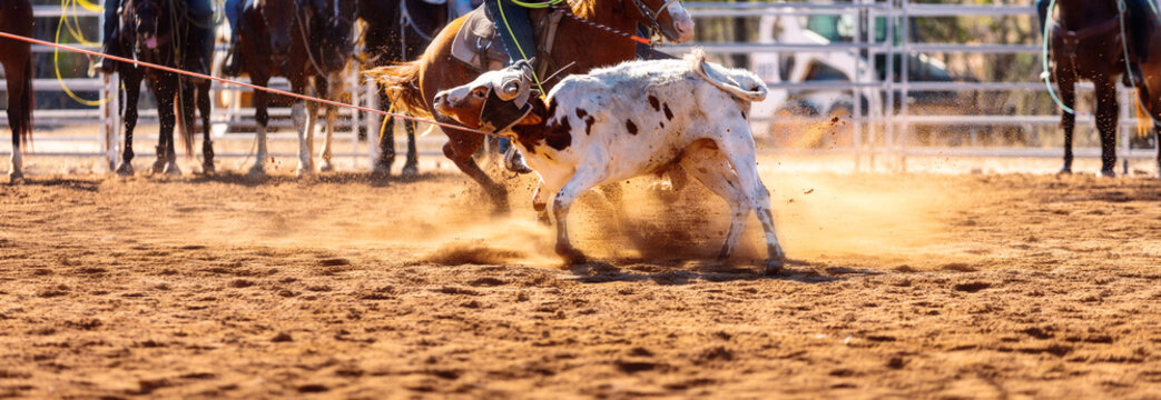 Cowboys Team Roping A Calf