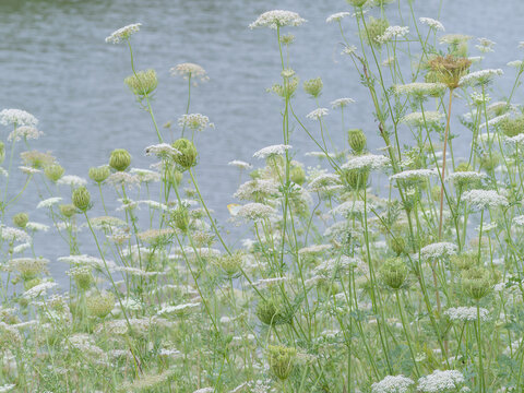 Blooming ammi majus wildflowers by a calm lakeside