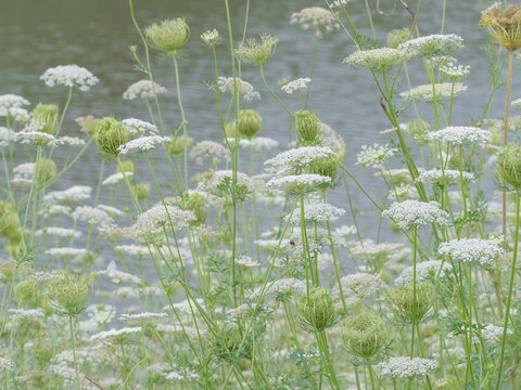White umbel flowers blooming by a calm lakeside