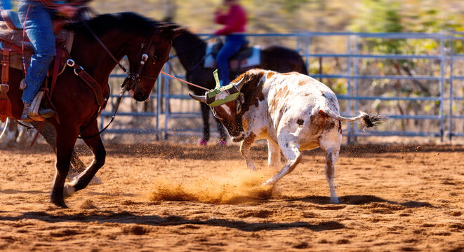 Cowboys Team Roping A Calf