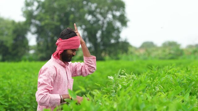 happy indian farmer standing at green pigeon pea agriculture field 